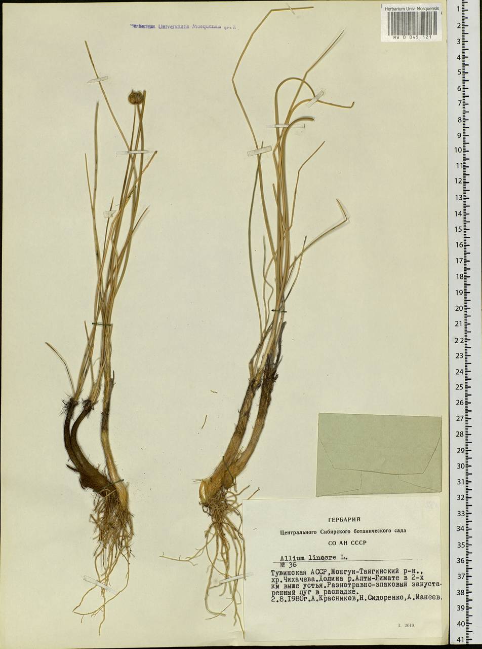 Allium lineare L., Siberia, Altai & Sayany Mountains (S2) (Russia)