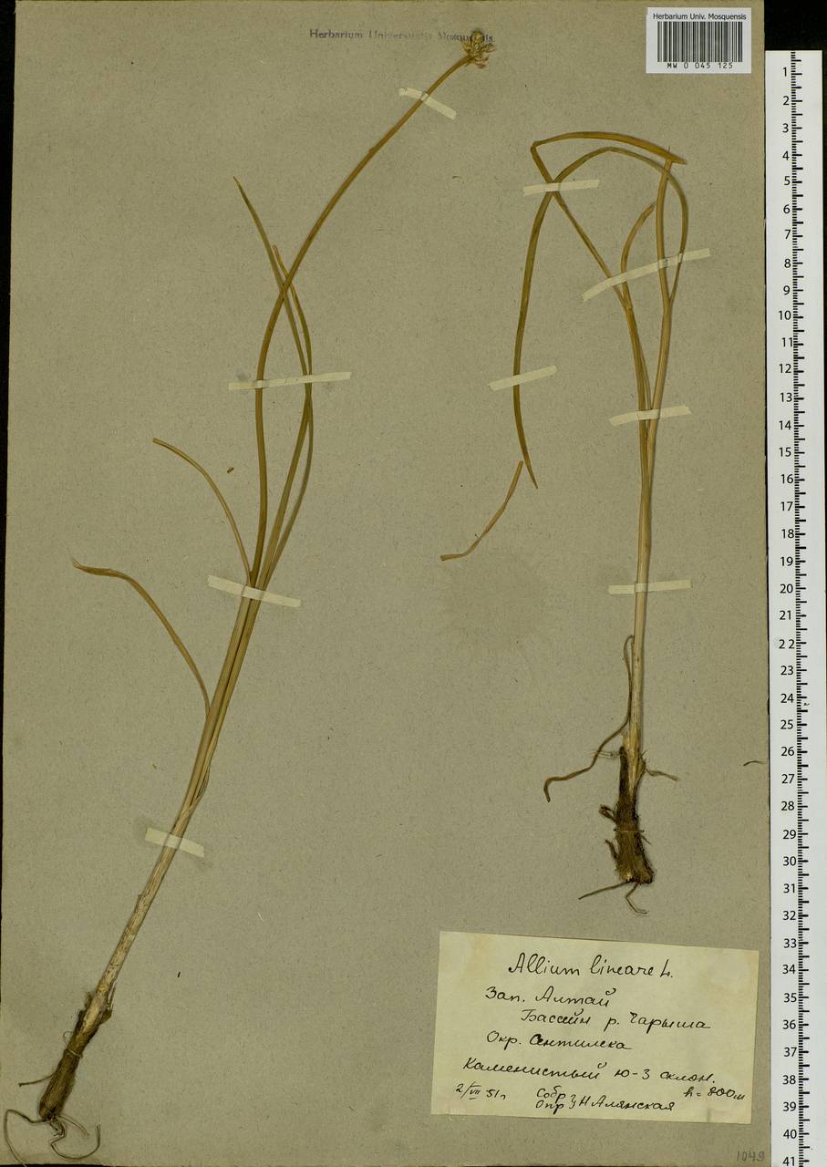 Allium lineare L., Siberia, Altai & Sayany Mountains (S2) (Russia)