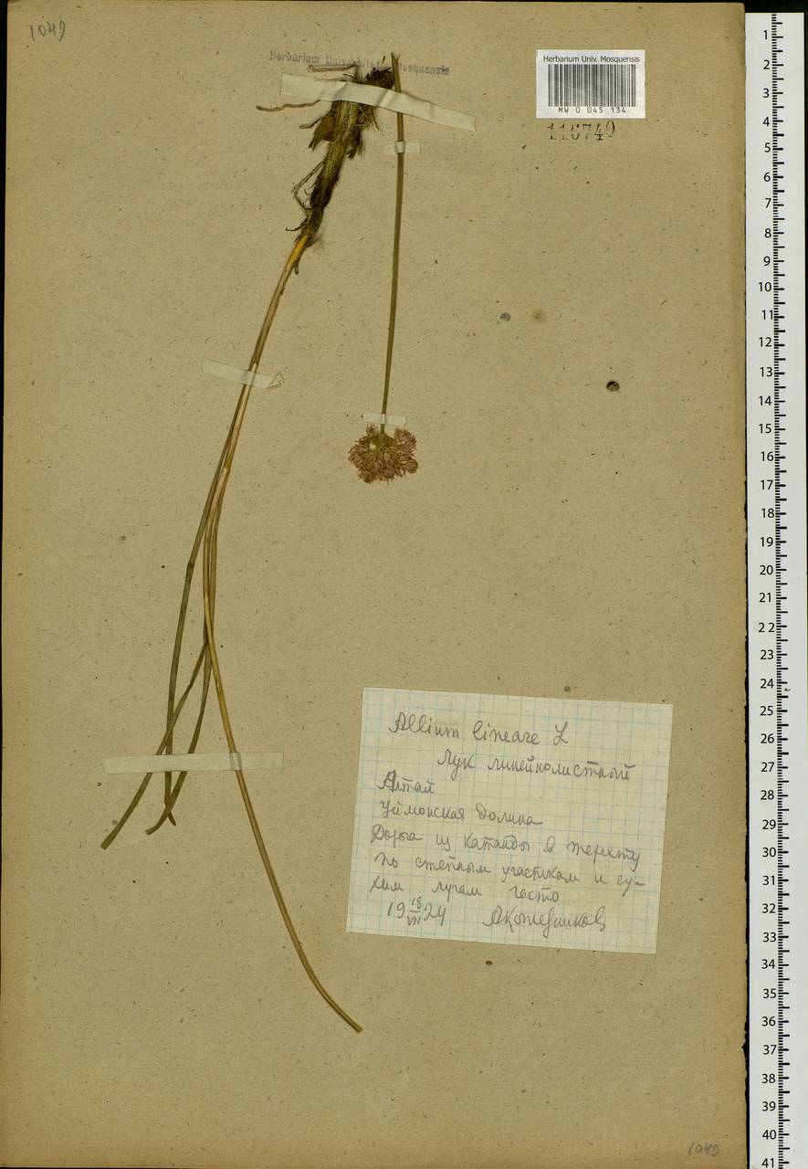 Allium lineare L., Siberia, Altai & Sayany Mountains (S2) (Russia)