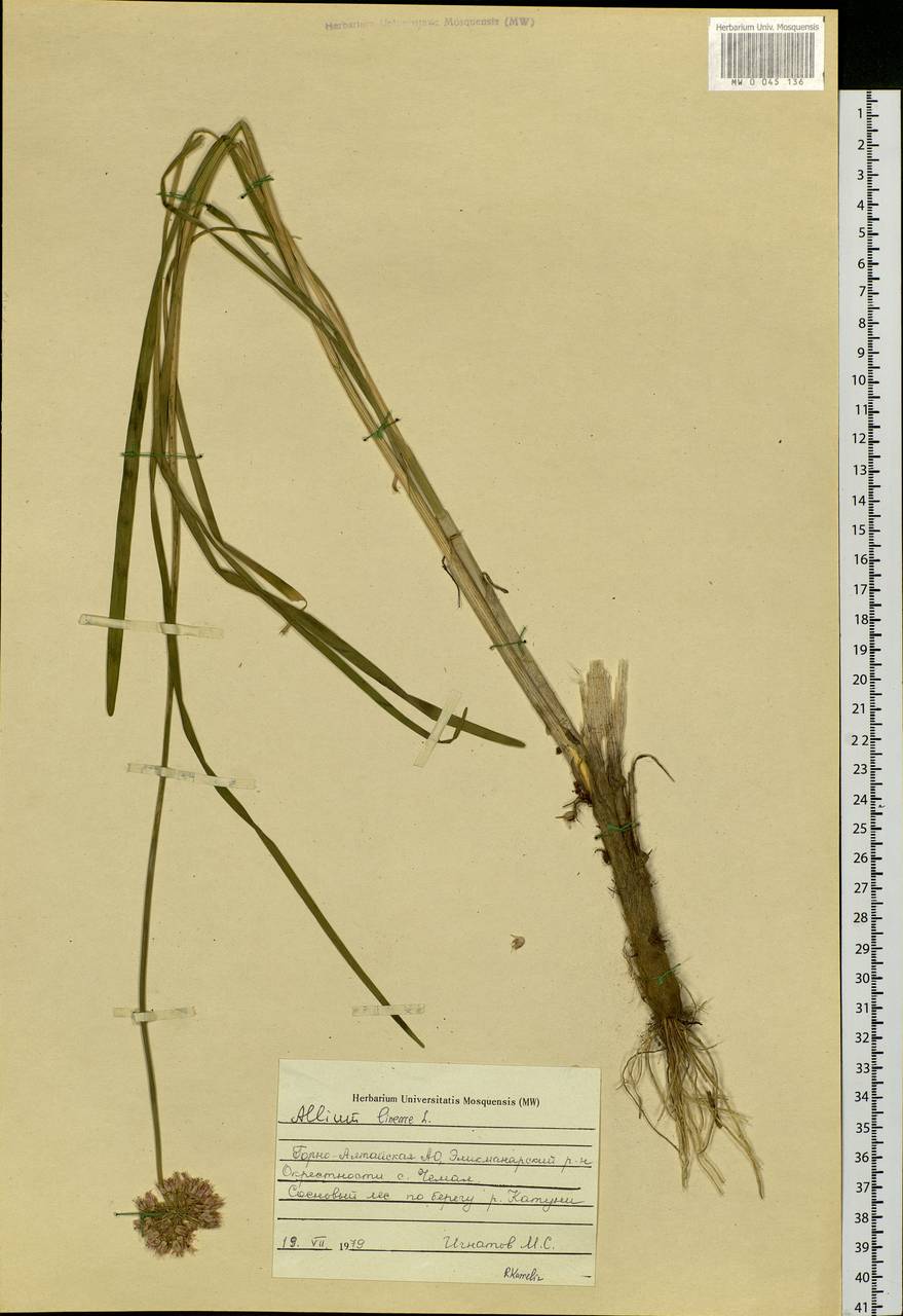 Allium lineare L., Siberia, Altai & Sayany Mountains (S2) (Russia)