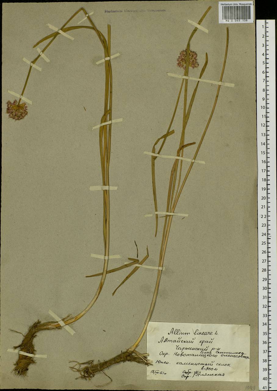 Allium lineare L., Siberia, Altai & Sayany Mountains (S2) (Russia)