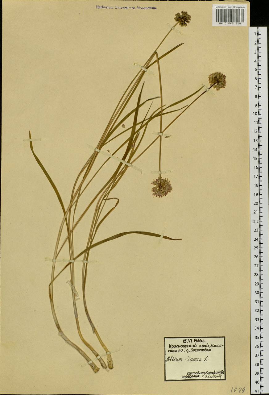 Allium lineare L., Siberia, Altai & Sayany Mountains (S2) (Russia)