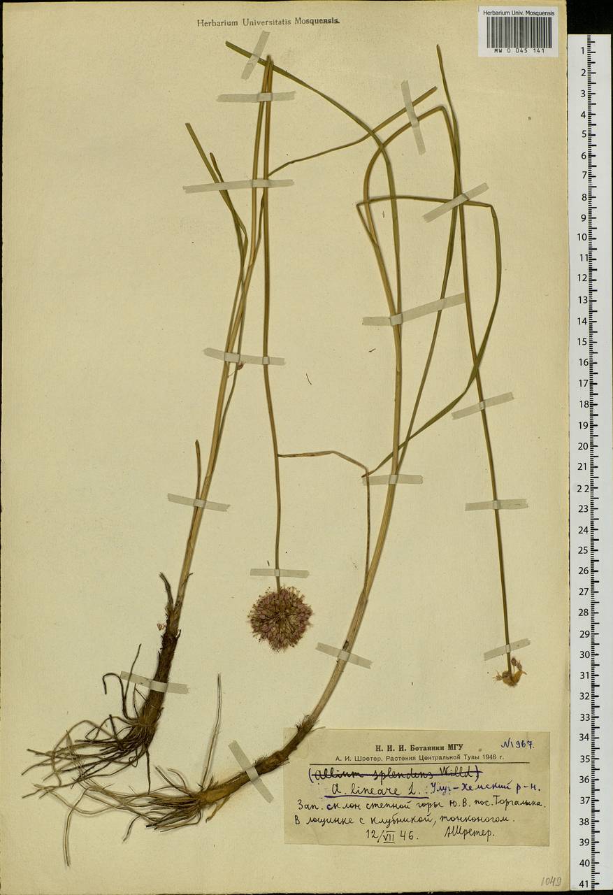 Allium lineare L., Siberia, Altai & Sayany Mountains (S2) (Russia)