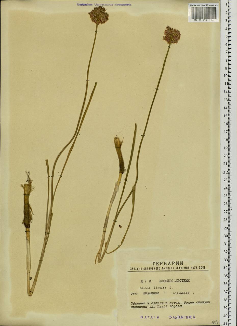Allium lineare L., Siberia, Western Siberia (S1) (Russia)