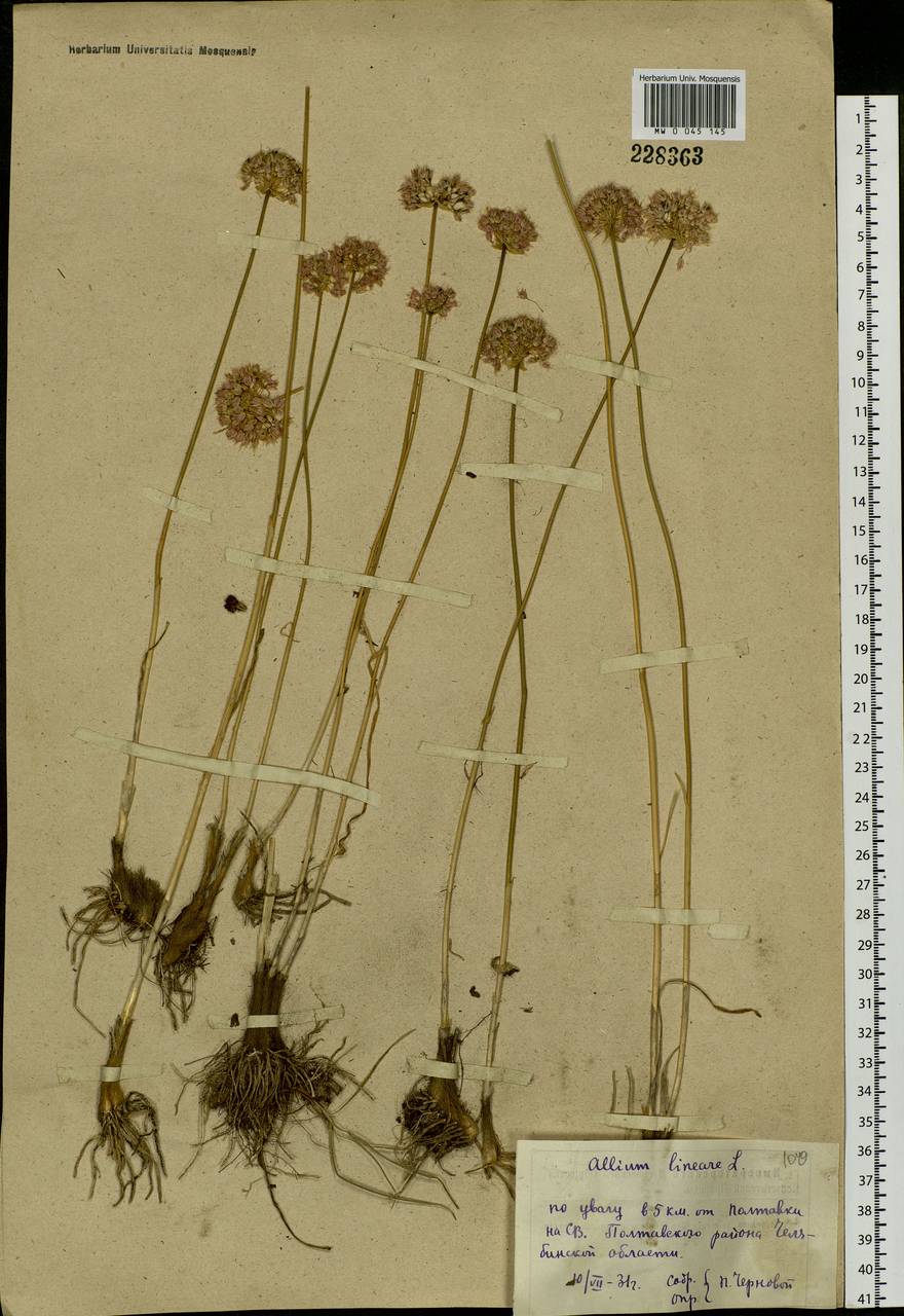 Allium lineare L., Eastern Europe, Eastern region (E10) (Russia)