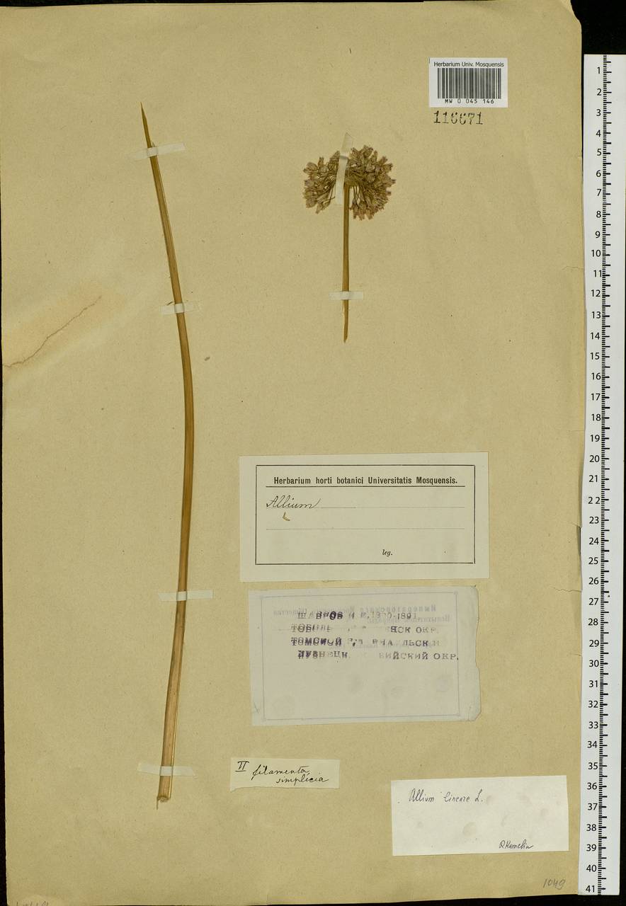 Allium lineare L., Siberia, Western Siberia (S1) (Russia)