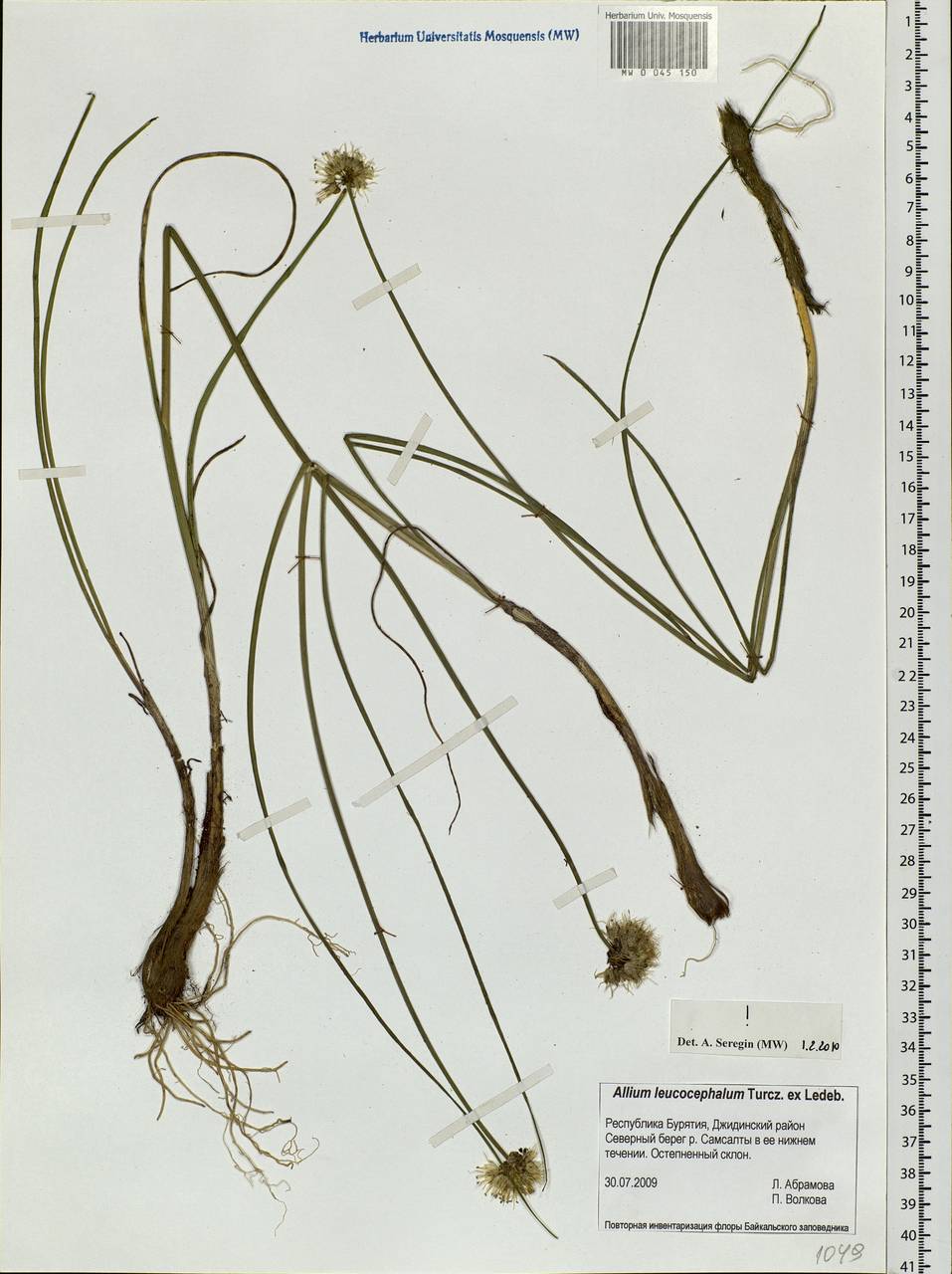 Allium leucocephalum Turcz. ex Ledeb., Siberia, Baikal & Transbaikal region (S4) (Russia)