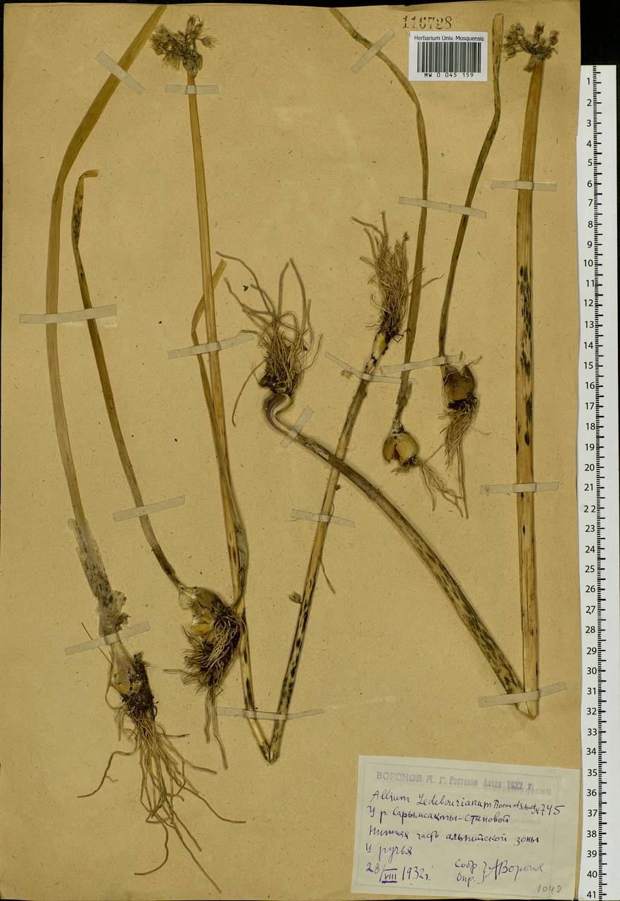 Allium ledebourianum Schult. & Schult.f., Siberia, Western (Kazakhstan) Altai Mountains (S2a) (Kazakhstan)