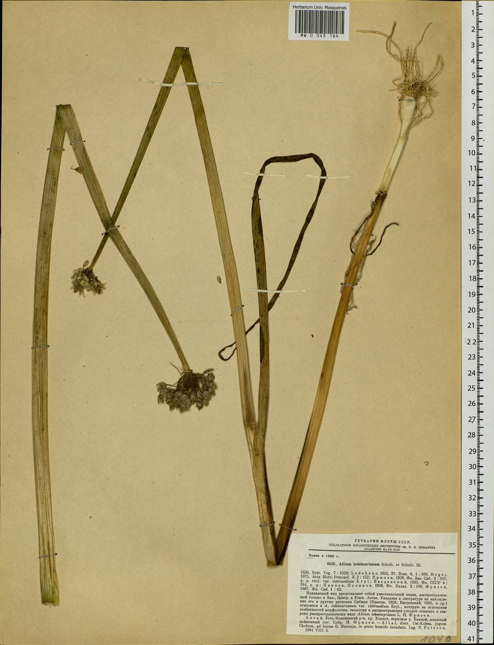 Allium ledebourianum Schult. & Schult.f., Siberia, Altai & Sayany Mountains (S2) (Russia)