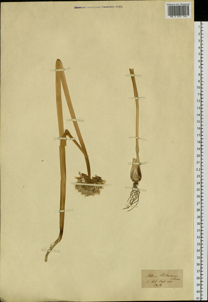 Allium ledebourianum Schult. & Schult.f., Botanic gardens and arboreta (GARD)