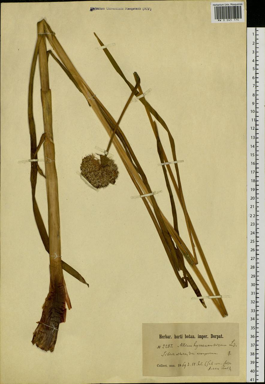 Allium hymenorhizum Ledeb., Siberia, Western (Kazakhstan) Altai Mountains (S2a) (Kazakhstan)