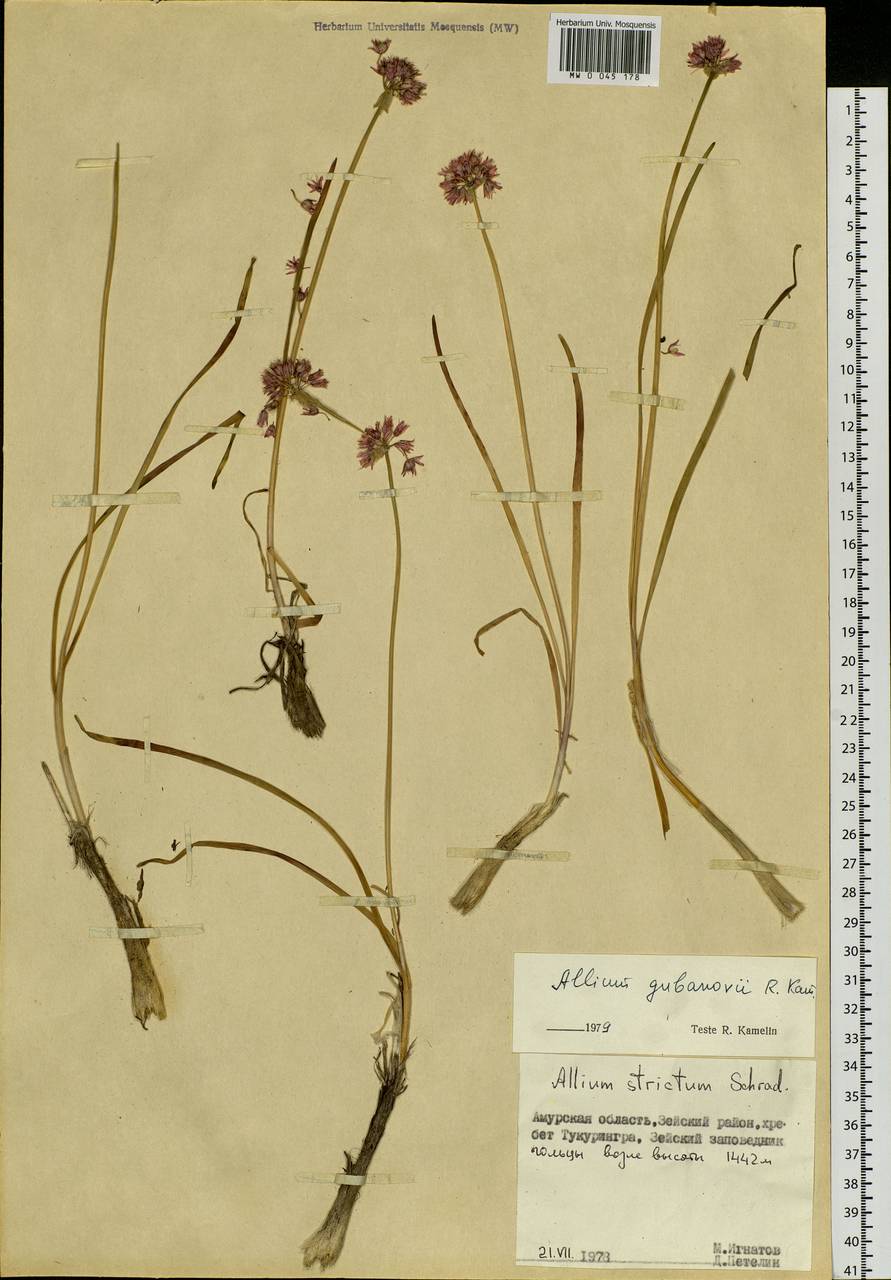 Allium gubanovii Kamelin, Siberia, Russian Far East (S6) (Russia)