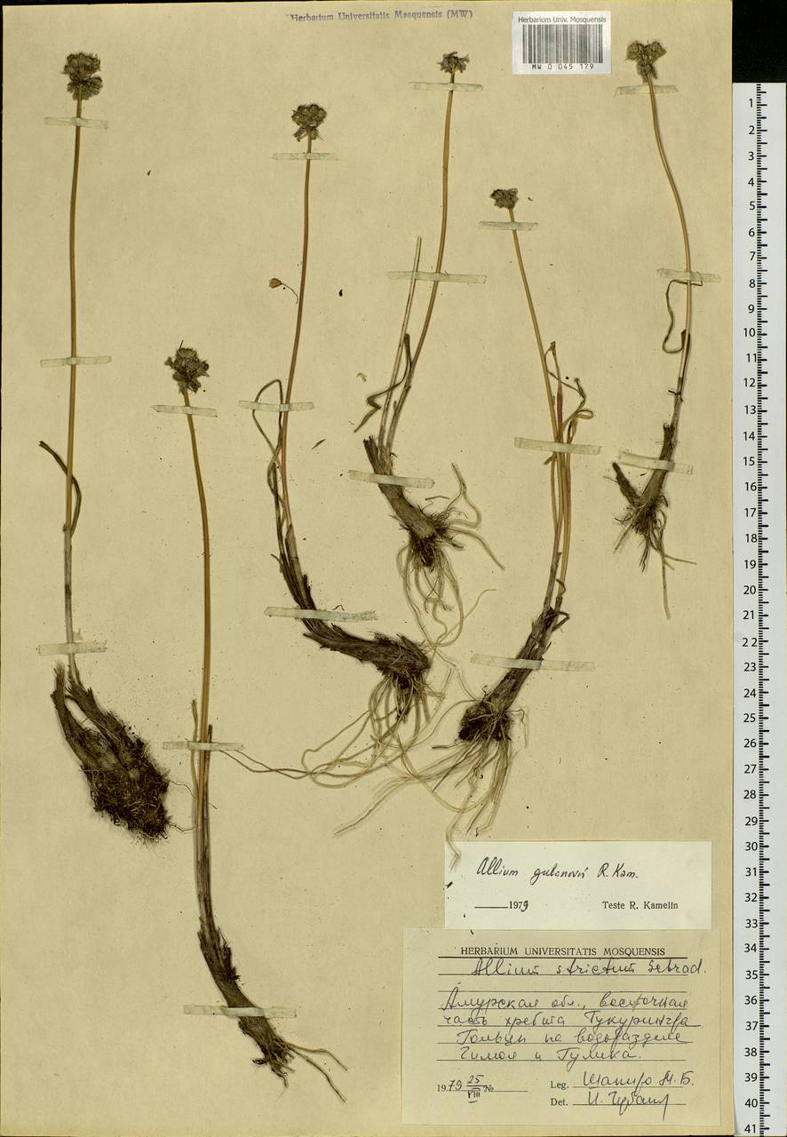Allium gubanovii Kamelin, Siberia, Russian Far East (S6) (Russia)