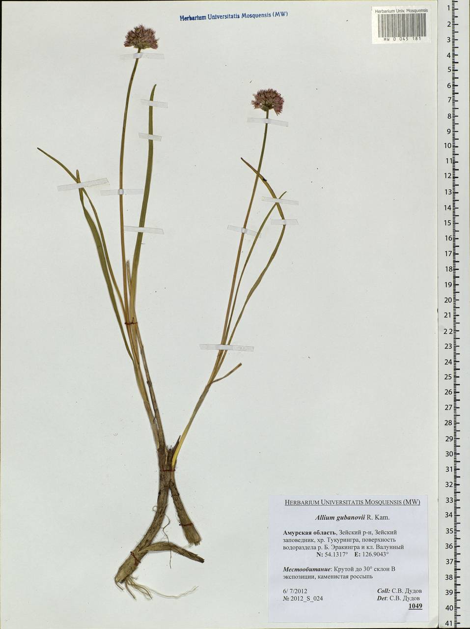 Allium gubanovii Kamelin, Siberia, Russian Far East (S6) (Russia)