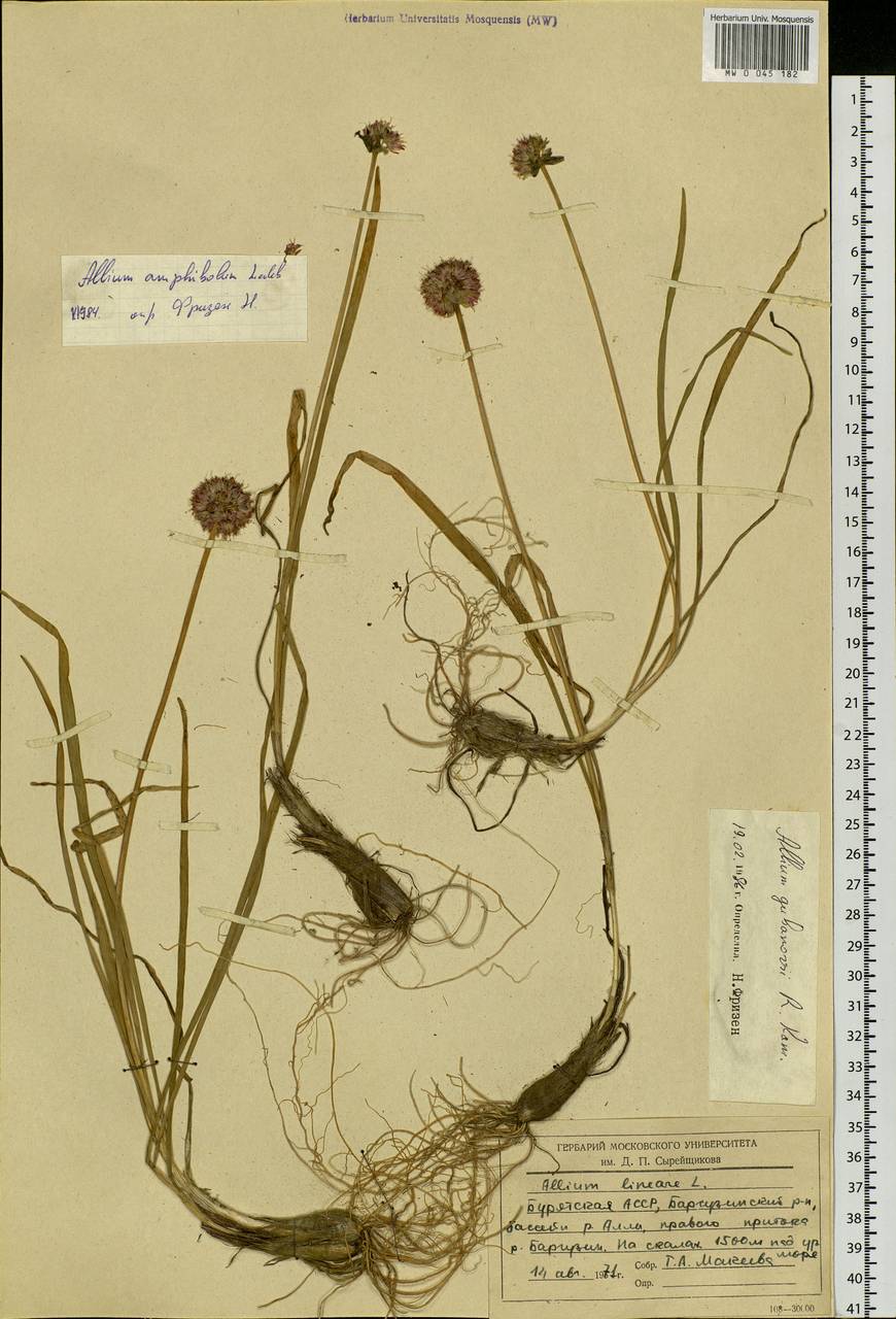 Allium gubanovii Kamelin, Siberia, Baikal & Transbaikal region (S4) (Russia)