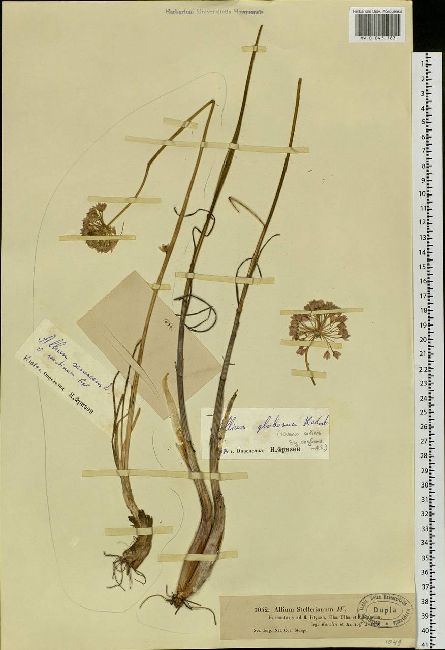 Allium montanostepposum N.Friesen & Seregin, Siberia, Western (Kazakhstan) Altai Mountains (S2a) (Kazakhstan)