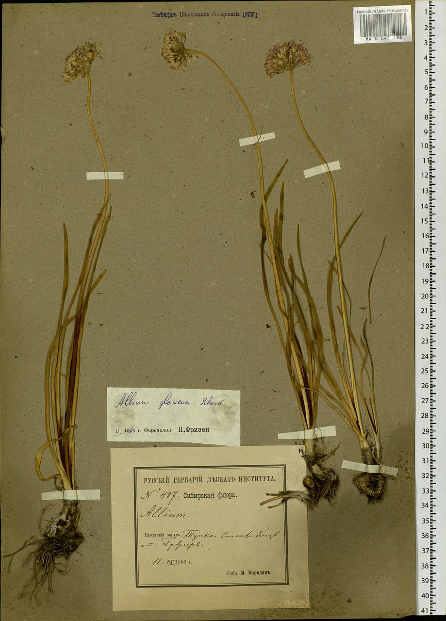 Allium senescens subsp. glaucum (Schrad. ex Poir.) Dostál, Siberia, Baikal & Transbaikal region (S4) (Russia)
