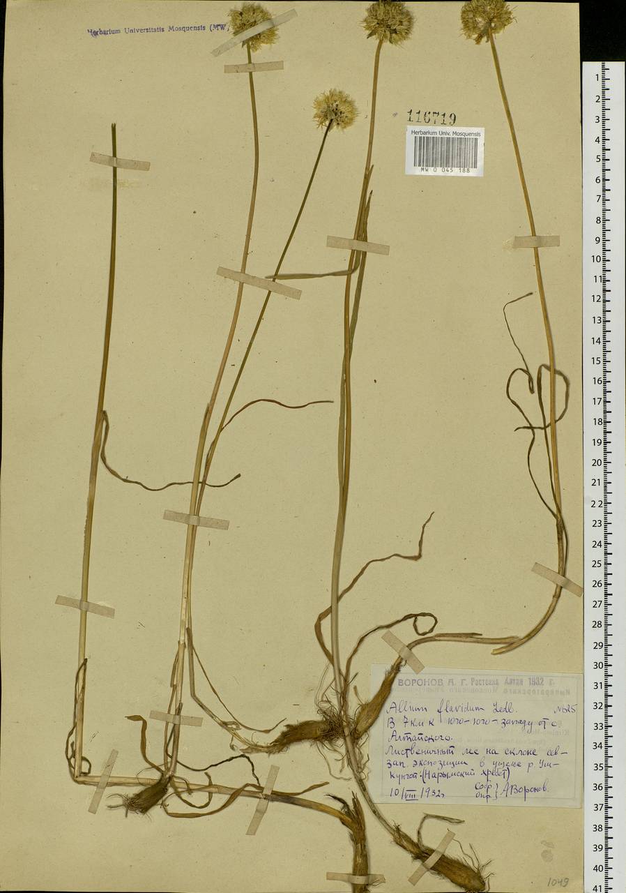 Allium flavidum Ledeb., Siberia, Western (Kazakhstan) Altai Mountains (S2a) (Kazakhstan)