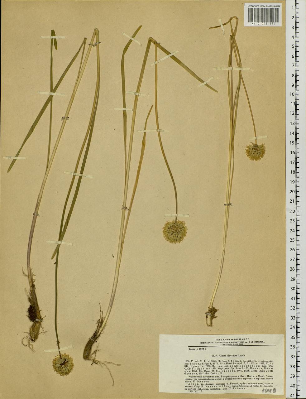 Allium flavidum Ledeb., Siberia, Altai & Sayany Mountains (S2) (Russia)