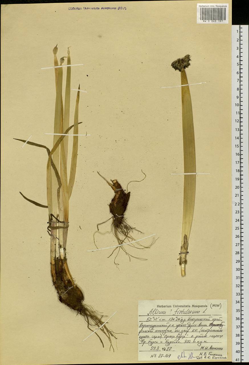 Allium fistulosum L., Siberia, Russian Far East (S6) (Russia)
