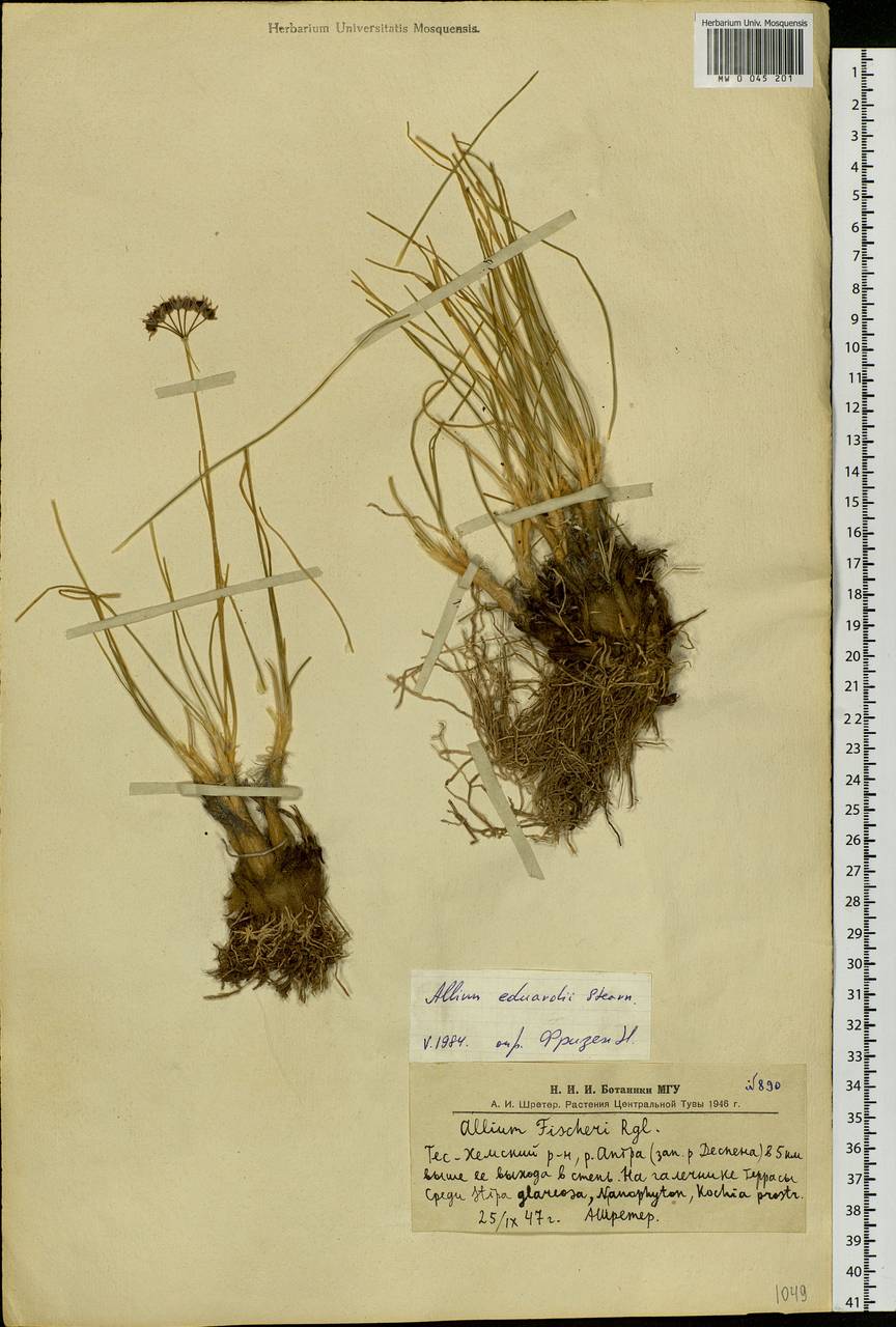 Allium eduardi Stearn ex Airy Shaw, Siberia, Altai & Sayany Mountains (S2) (Russia)