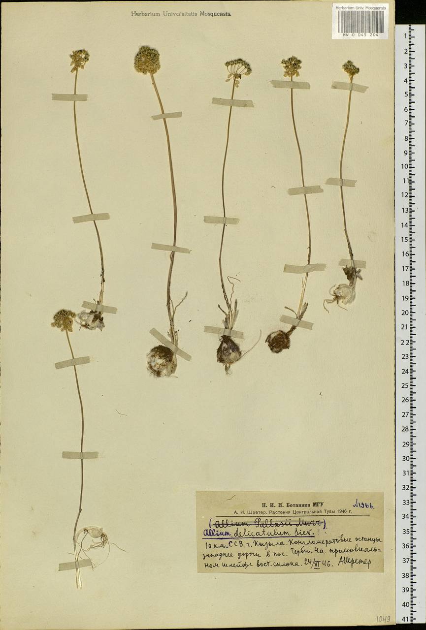 Allium delicatulum Siev. ex Schult. & Schult.f., Siberia, Altai & Sayany Mountains (S2) (Russia)