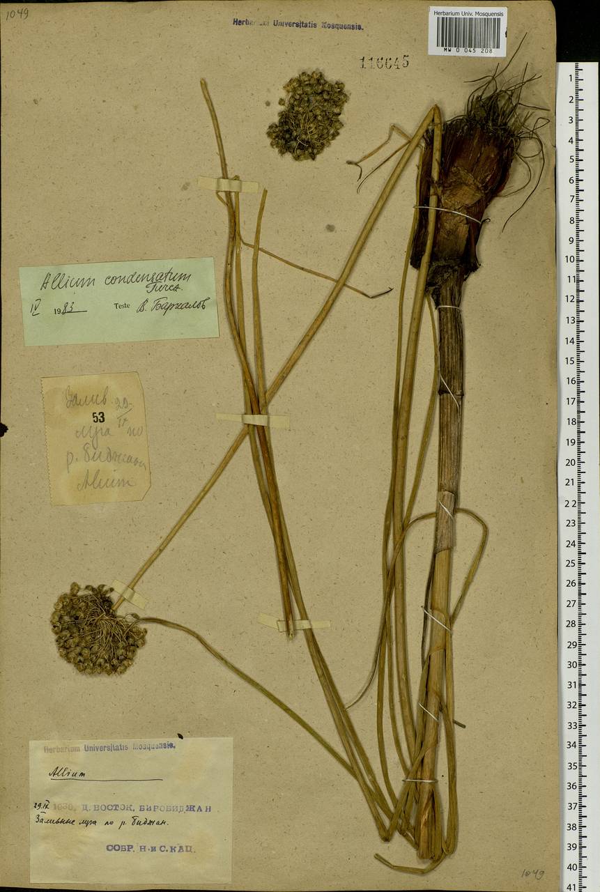 Allium condensatum Turcz., Siberia, Russian Far East (S6) (Russia)