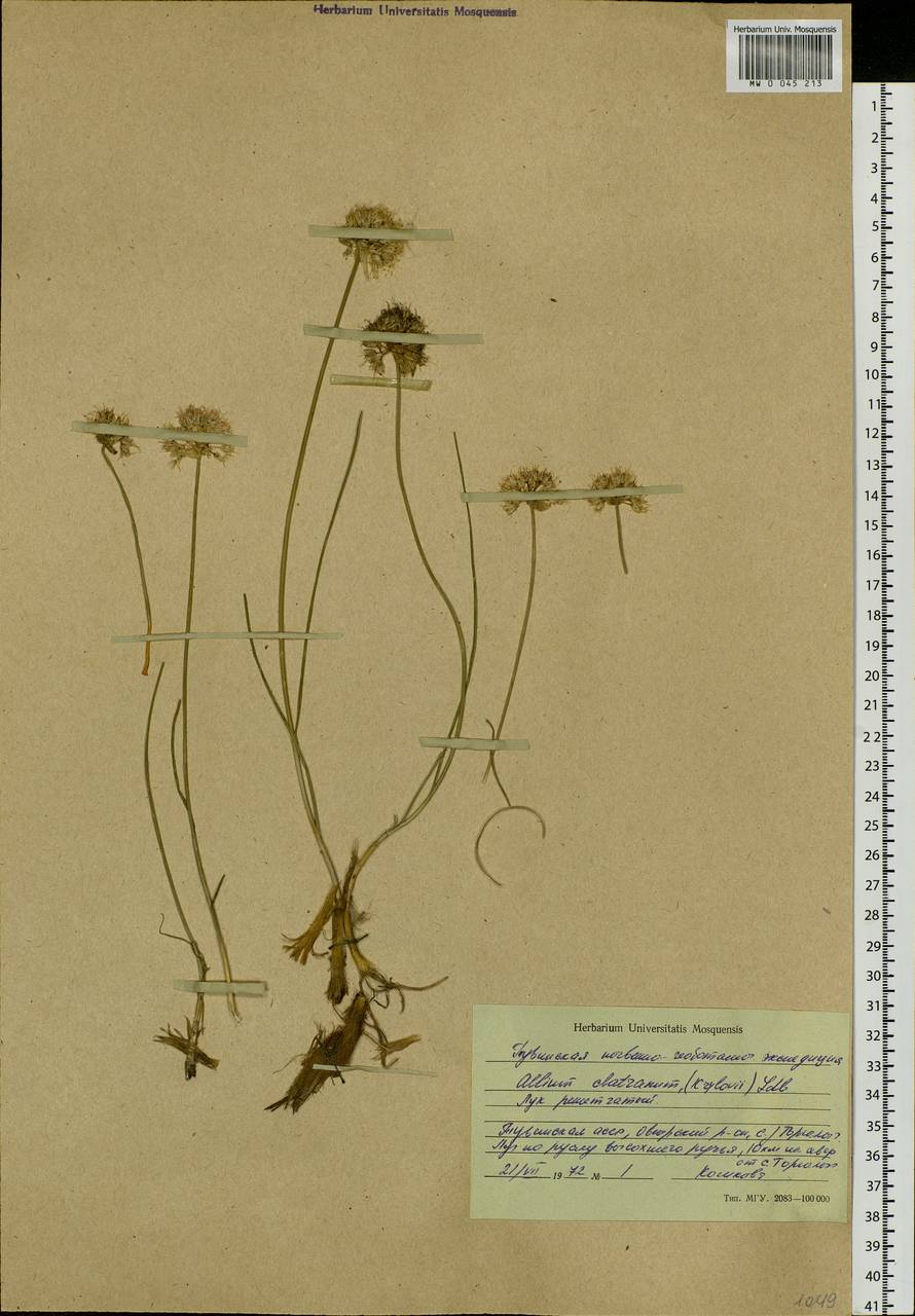 Allium clathratum Ledeb., Siberia, Altai & Sayany Mountains (S2) (Russia)