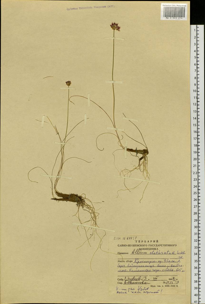 Allium clathratum Ledeb., Siberia, Altai & Sayany Mountains (S2) (Russia)
