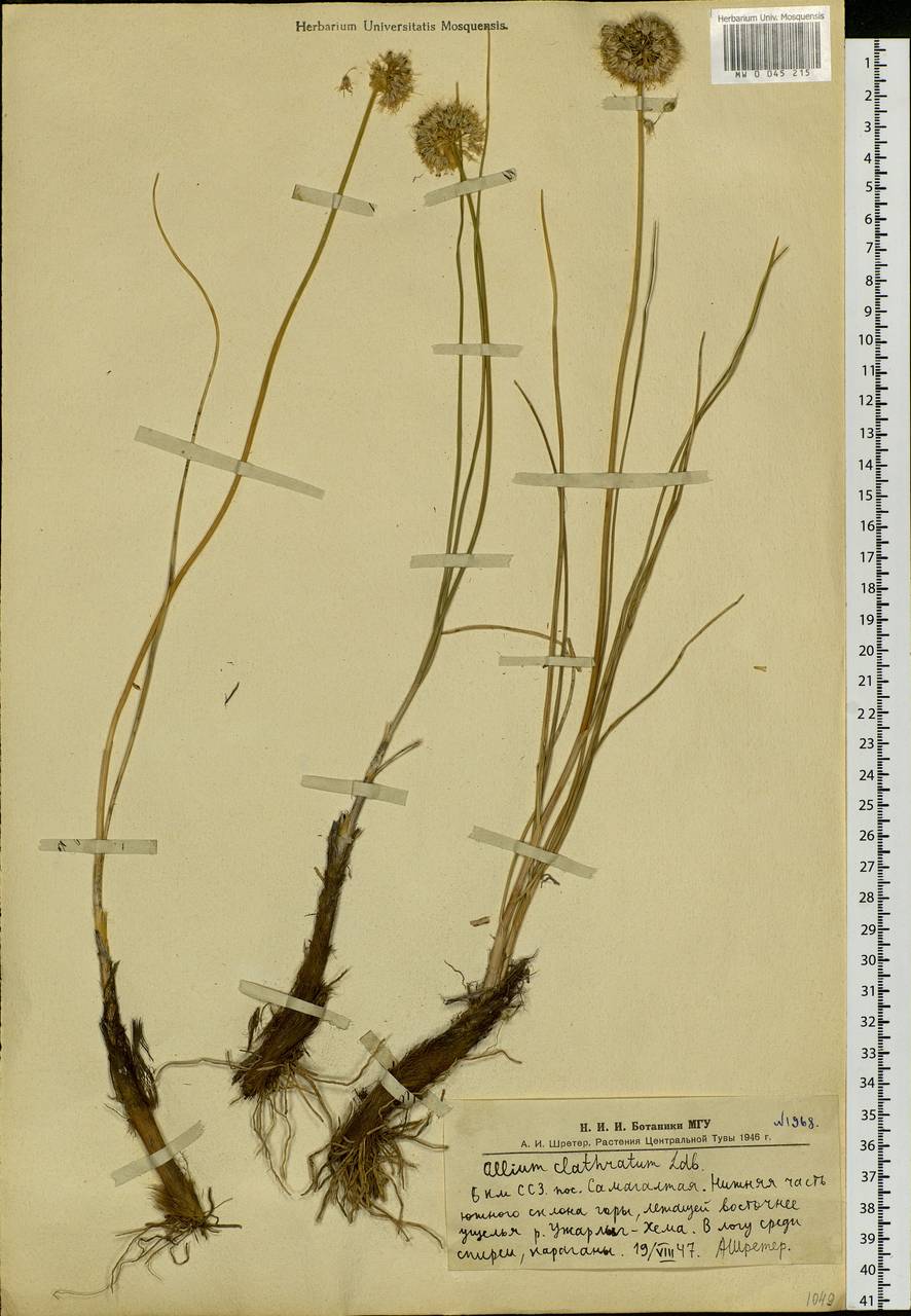 Allium clathratum Ledeb., Siberia, Altai & Sayany Mountains (S2) (Russia)