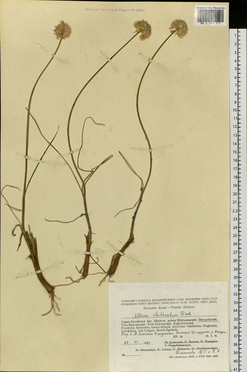 Allium clathratum Ledeb., Siberia, Altai & Sayany Mountains (S2) (Russia)