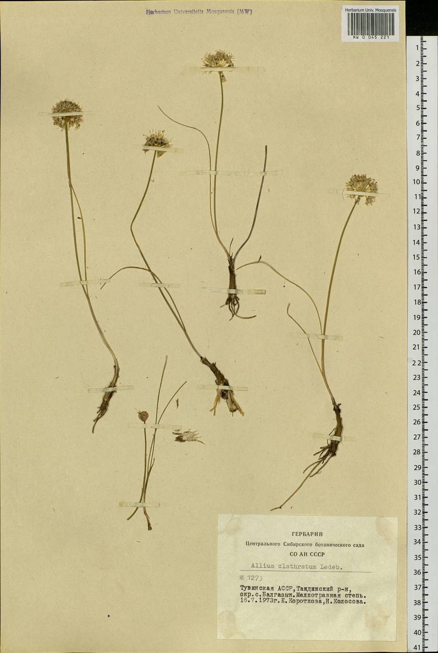 Allium clathratum Ledeb., Siberia, Altai & Sayany Mountains (S2) (Russia)
