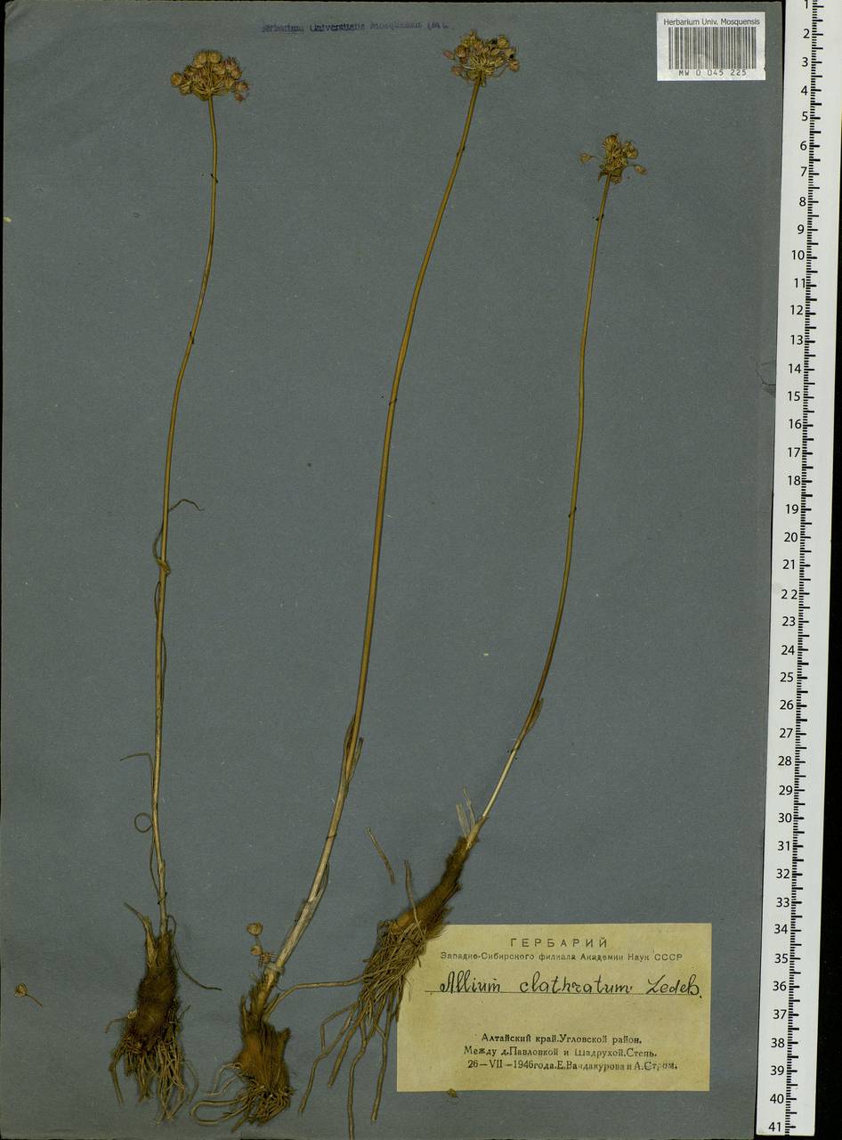 Allium clathratum Ledeb., Siberia, Altai & Sayany Mountains (S2) (Russia)