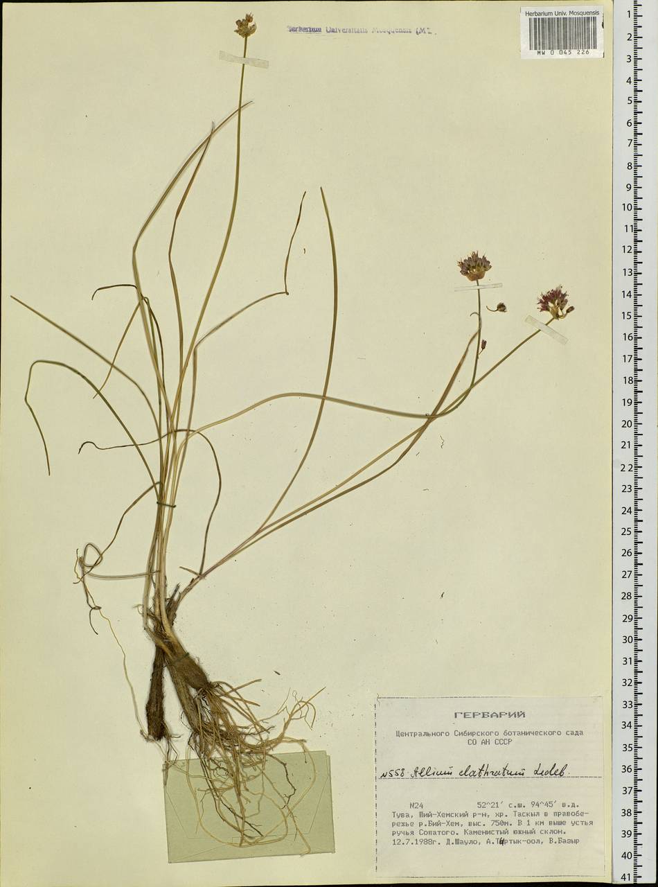 Allium clathratum Ledeb., Siberia, Altai & Sayany Mountains (S2) (Russia)