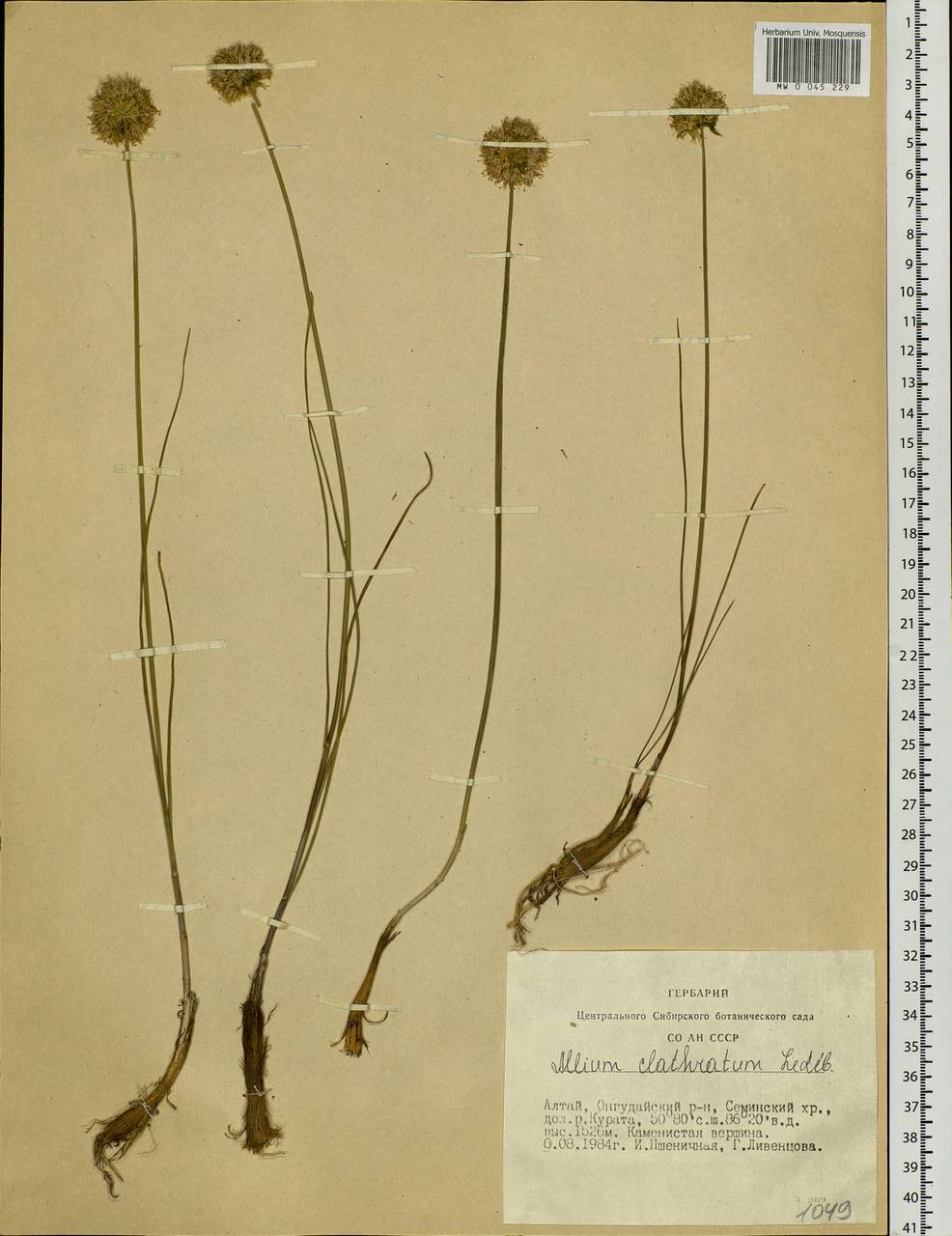 Allium clathratum Ledeb., Siberia, Altai & Sayany Mountains (S2) (Russia)