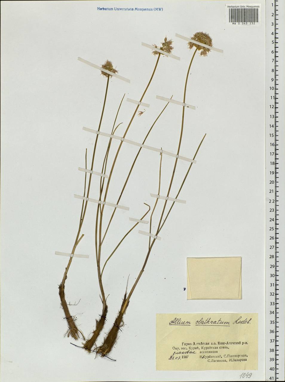 Allium clathratum Ledeb., Siberia, Altai & Sayany Mountains (S2) (Russia)