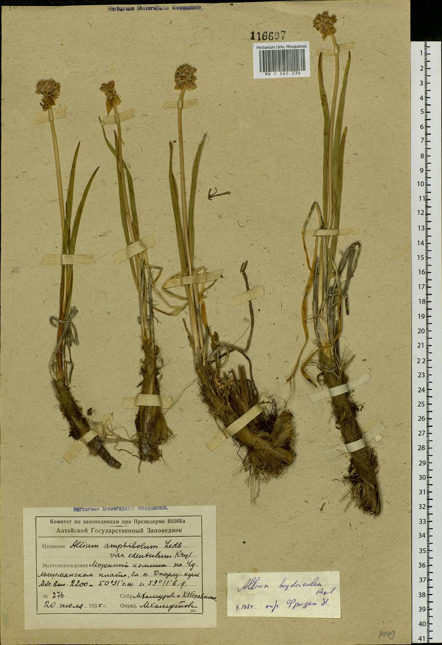 Allium schrenkii Regel, Siberia, Altai & Sayany Mountains (S2) (Russia)