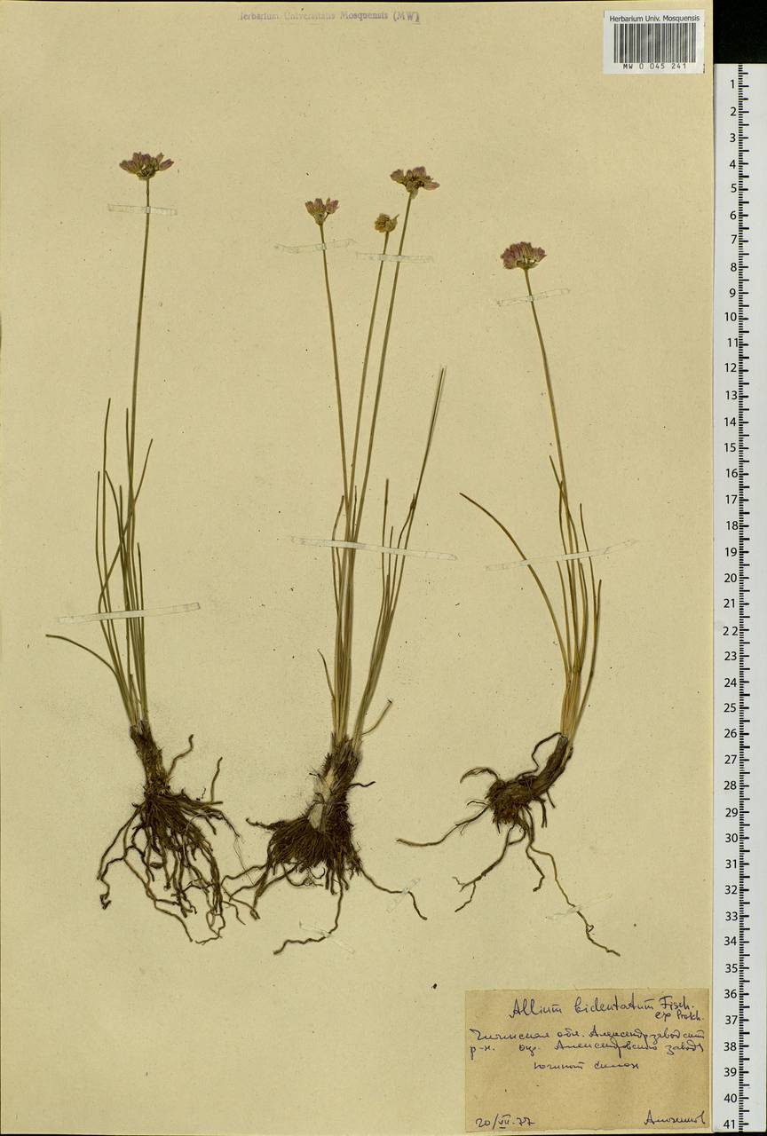 Allium bidentatum Fisch. ex Prokh. & Ikonn.-Gal., Siberia, Baikal & Transbaikal region (S4) (Russia)