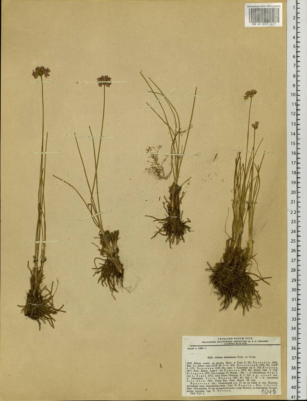 Allium bidentatum Fisch. ex Prokh. & Ikonn.-Gal., Siberia, Baikal & Transbaikal region (S4) (Russia)