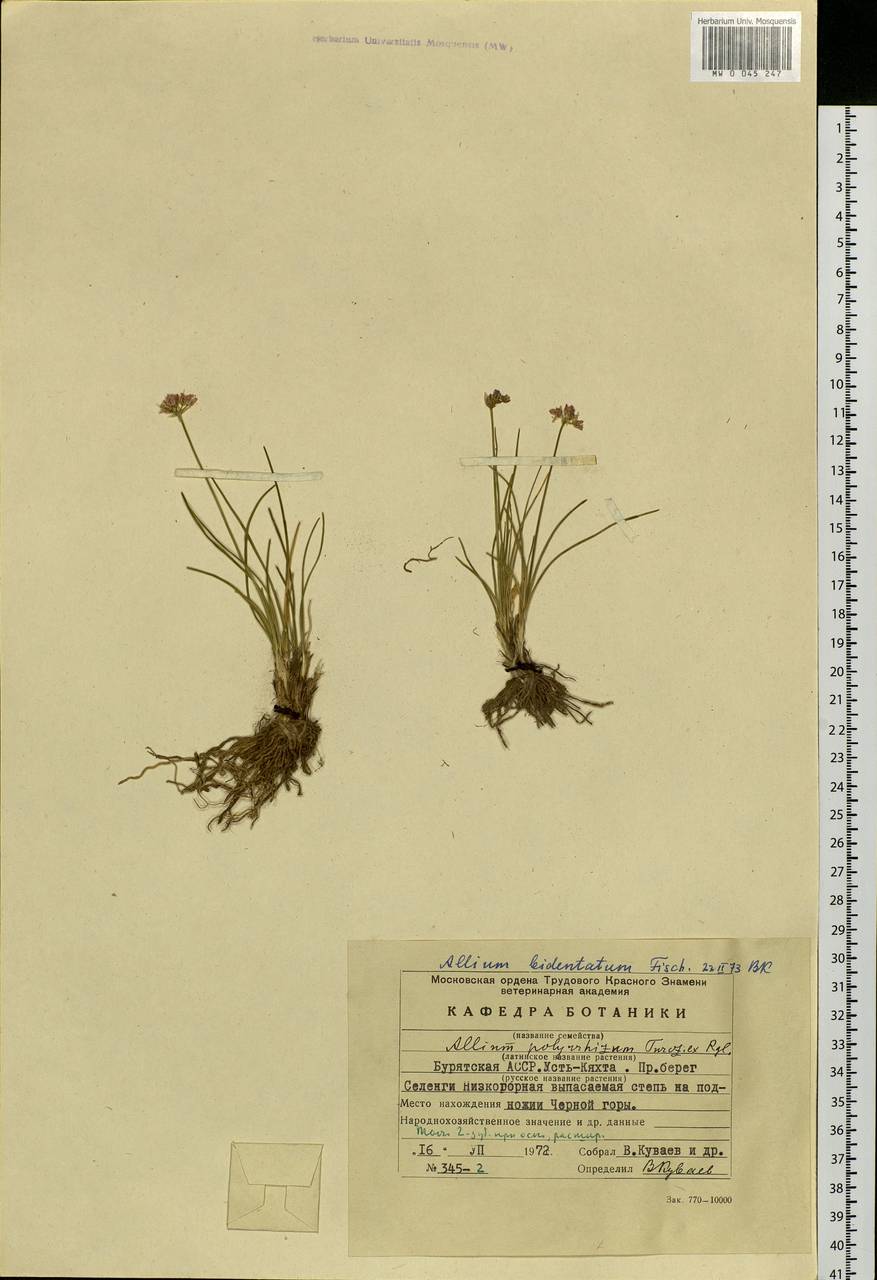 Allium bidentatum Fisch. ex Prokh. & Ikonn.-Gal., Siberia, Baikal & Transbaikal region (S4) (Russia)