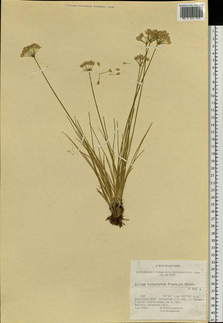 Allium bidentatum Fisch. ex Prokh. & Ikonn.-Gal., Siberia, Baikal & Transbaikal region (S4) (Russia)