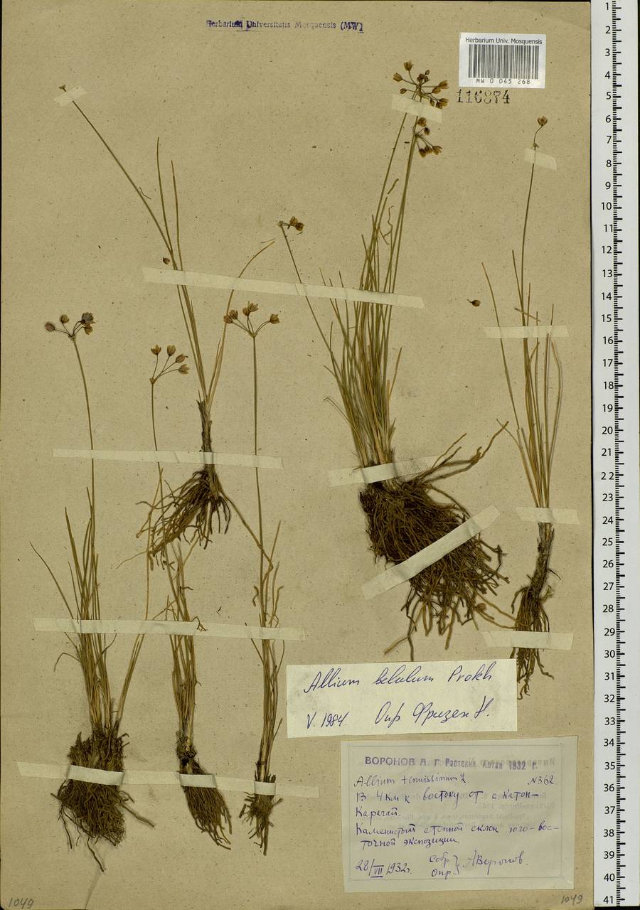 Allium bellulum Prokh., Siberia, Western (Kazakhstan) Altai Mountains (S2a) (Kazakhstan)