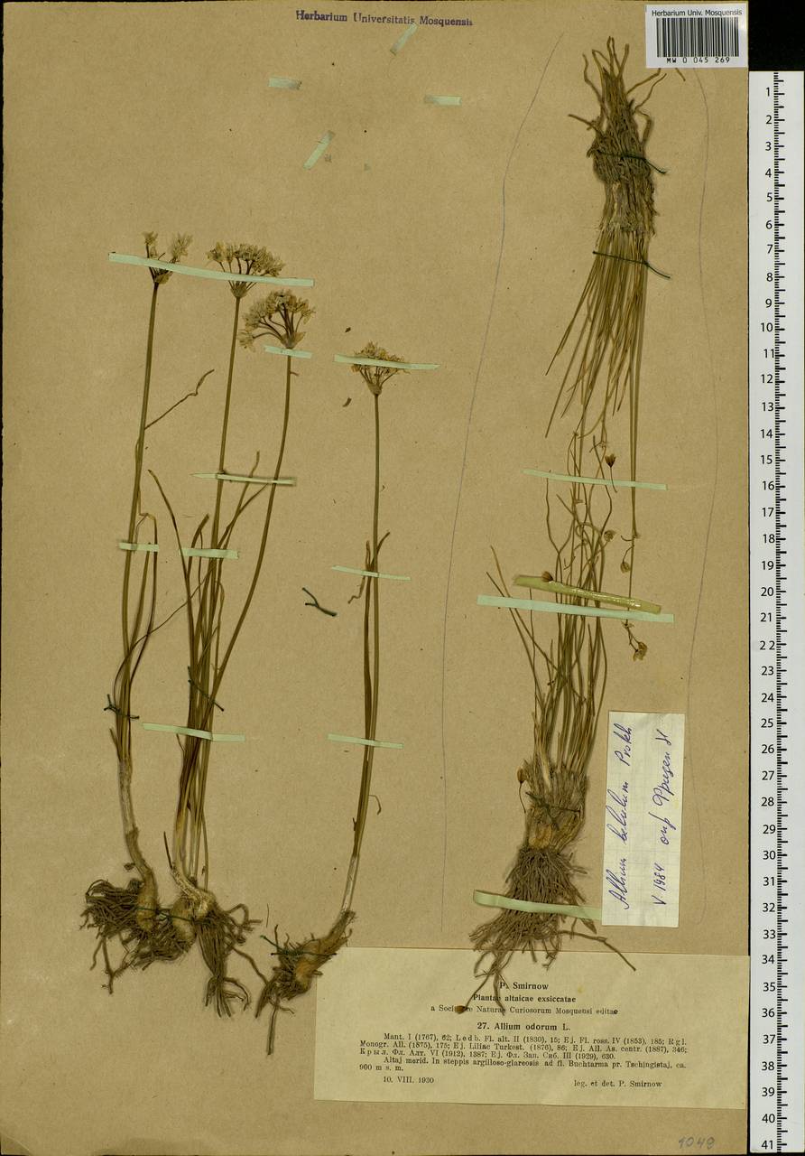 Allium bellulum Prokh., Siberia, Western (Kazakhstan) Altai Mountains (S2a) (Kazakhstan)