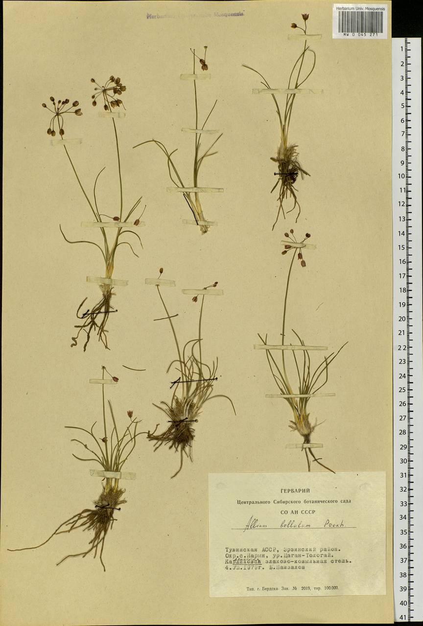 Allium bellulum Prokh., Siberia, Altai & Sayany Mountains (S2) (Russia)