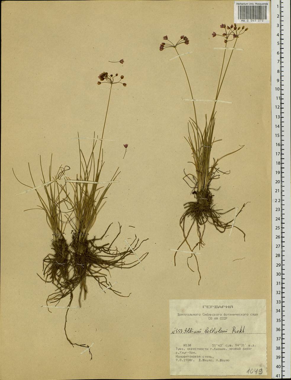Allium bellulum Prokh., Siberia, Altai & Sayany Mountains (S2) (Russia)