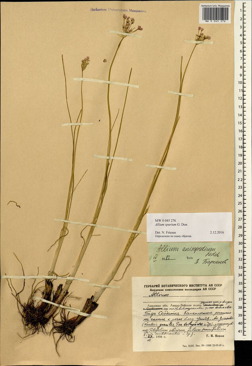 Allium spurium G.Don, Siberia, Russian Far East (S6) (Russia)
