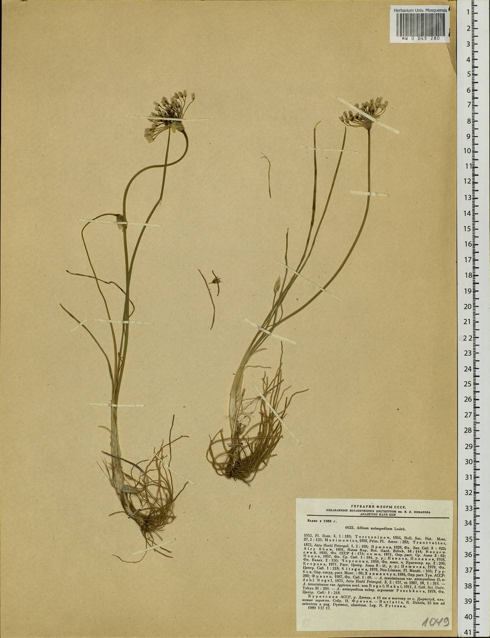 Allium anisopodium Ledeb., Siberia, Baikal & Transbaikal region (S4) (Russia)