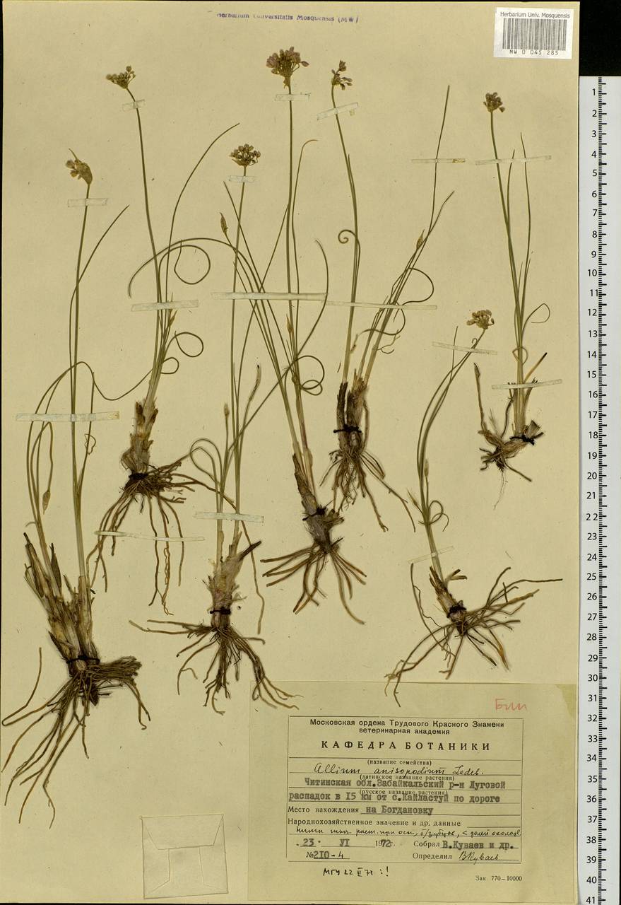 Allium anisopodium Ledeb., Siberia, Baikal & Transbaikal region (S4) (Russia)