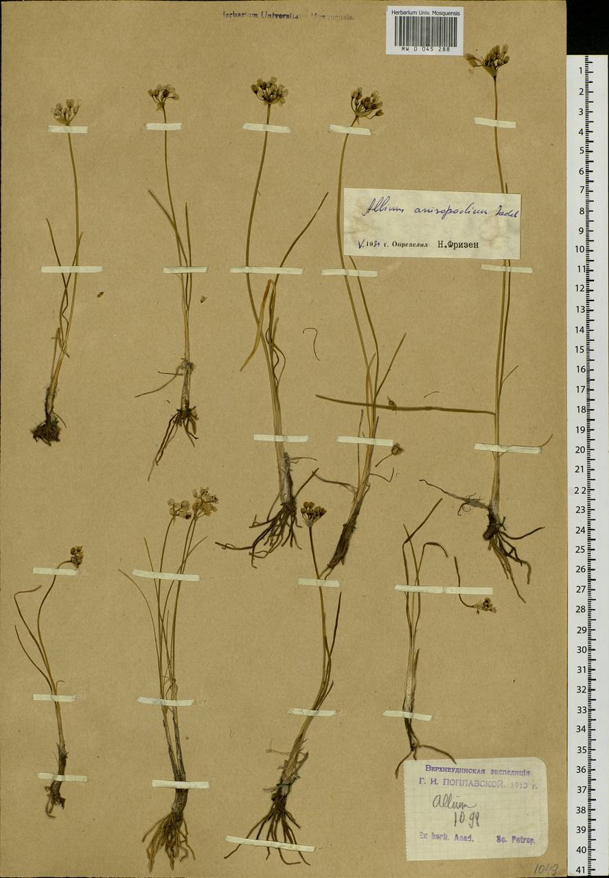 Allium anisopodium Ledeb., Siberia, Baikal & Transbaikal region (S4) (Russia)