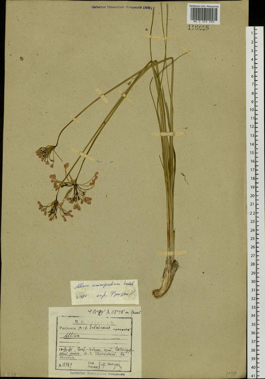 Allium anisopodium Ledeb., Siberia, Baikal & Transbaikal region (S4) (Russia)